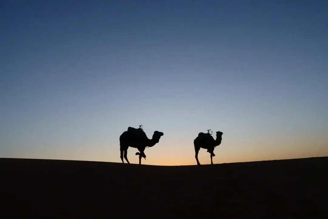 1 night In Merzouga Standard Camp