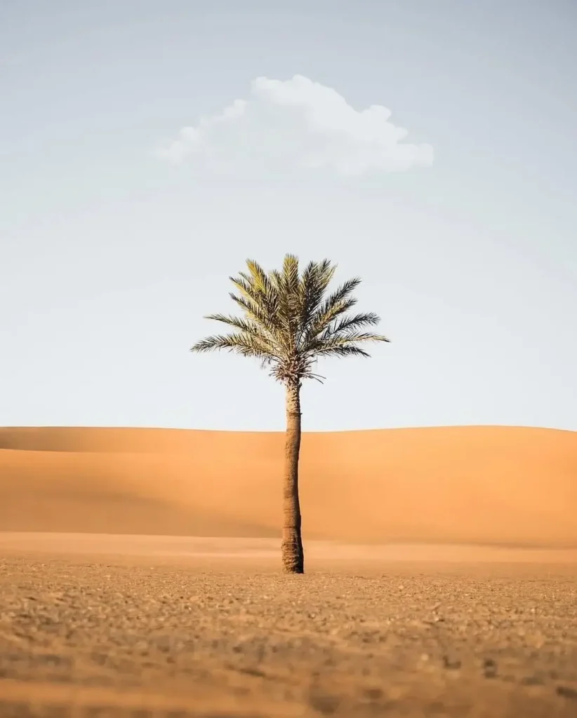 Merzouga Activities